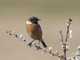 Stonechat     Wirral
