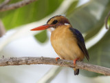 African Pygmy Kingfisher  Gambia