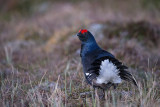 Black Grouse        Wales