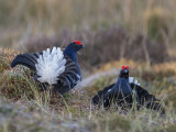 Black Grouse        Wales