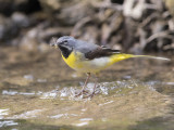 Grey Wagtail   North Wales