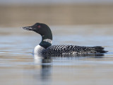 Great Northern Diver        Iceland