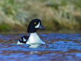 Barrows Goldeneye          Iceland