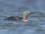Red-throated Diver    Iceland