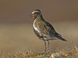 Golden Plover    Iceland