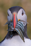 Atlantic Puffin    Scotland