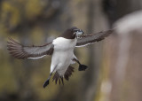 Razorbill    Isle of May, Scotland