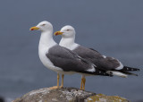 Lesser Black-backed Gull      Scotland