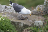 Lesser Black-backed Gull      Scotland