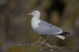 Herring Gull    Scotland