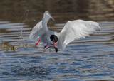 Artic Tern   Scotland