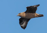 Great Skua      Liverpool Bay, England/Wales