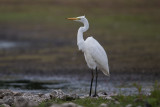 Great White Egret   Wales