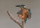 Kingfisher   England