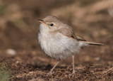 Booted Warbler    Wales