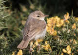 Booted Warbler    Wales