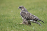 Common Buzzard    Wales