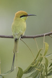 Little Green Bee-eater-3.JPG