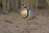 Egyptian Plover    Gambia