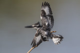 Pied Kingfisher  Gambia