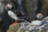 Atlantic Puffin    Scotland