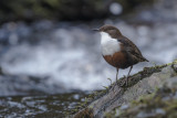 Dipper    Wales