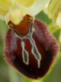 Early Spider-Orchid, Ophrys araigne, Spinnenorchis