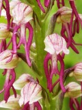 Orch. anthropophora x Orch. simia (Orchis xbergonii)