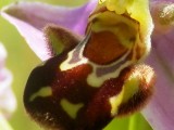 Ophrys apifera. Bee Orchid. Bijenorchis.