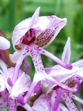 Orchis simia