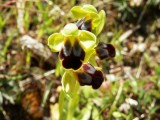 Ophrys creticola