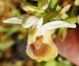 Ophrys villosa