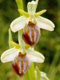 Ophrys cretensis