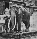 A royal white elephant in the Grand Palace