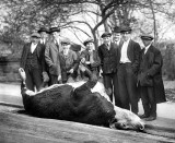 November 1913 - Dead bull
