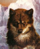 c. 1861 - Oosisoak, Arctic Dog