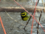 Paruline de Townsend, Pointe-Calumet
