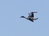 Tadorne de Belon juvnile, (Juvenile Common Shelduck), Saint-Basile-le-Grand, Quebec