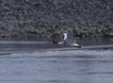 Tadorne de Belon juvnile, (Juvenile Common Shelduck), Saint-Basile-le-Grand, Quebec