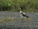 Tadorne de Belon juvnile, (Juvenile Common Shelduck), Saint-Basile-le-Grand, Quebec