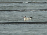 Tadorne de Belon juvnile, (Juvenile Common Shelduck), Saint-Basile-le-Grand, Quebec
