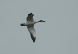 Tadorne de Belon juvnile, (Juvenile Common Shelduck), Saint-Basile-le-Grand, Quebec
