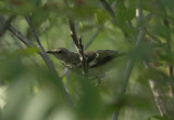 Moqueur polyglotte juvnile, berges de Longueuil