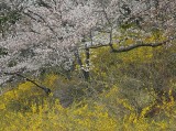 early spring blossoms.jpg
