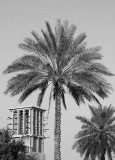 wind tower and date palms.jpg