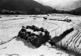 hiyoshi winter fields.jpg
