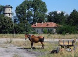 horse cart and tower.jpg