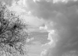 tree and sky.jpg