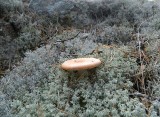 toadstool and lichen.jpg