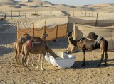 camel pen.jpg